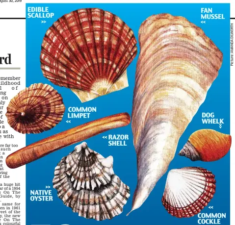  ??  ?? NATIVE OYSTER EDIBLE SCALLOP COMMON LIMPET RAZOR SHELL FAN MUSSEL DOG WHELK COMMON COCKLE