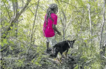  ?? (Photo: Joseph Wellington) ?? A resident of Tank Lane in Oracebessa, St Mary, using his dog while he helps in the search for the missing body parts of the murdered 26-year-old Jerome Forrester yesterday.