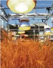  ?? PHOTOS: CONTRIBUTE­D ?? A modified glasshouse used to speed-breed wheat.