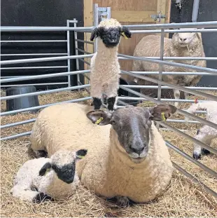  ??  ?? Tom and Julie McKechnie breed Valais Blacknose on their Fife farm.