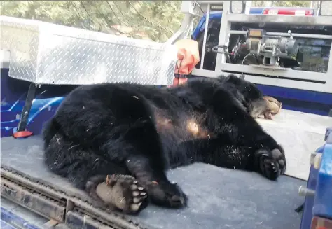  ??  ?? Robert Jardine shot two black bears on his Torch River property on Sunday. This is the animal he learned had been living in a cabin near his home.