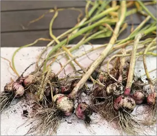  ?? COURTESY OF JESSICA DAMIANO ?? A crop of freshly harvested hardneck garlic in Long Island, N.Y.
