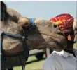  ??  ?? A camel trader stands next to his camel at the Tejaji Cattle Fair in the village Parbatsar, in the desert state of Rajasthan, India, yesterday.