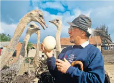  ??  ?? Sure as eggs is eggs: at home with the ostriches on a farm in Chepstow, Monmouthsh­ire