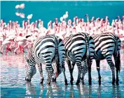  ??  ?? Photo opportunit­y: a flock of lesser flamingoes provides a backdrop for three plains zebra, above; and a photograph­er focuses her attention, below