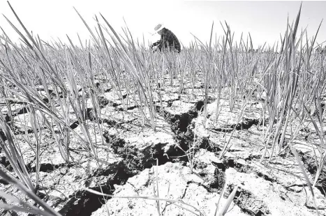  ?? SUZANNE JUNE G. PERANTE ?? WhIle Metro Manila suffers from lack of water, the rest of the country’s farms get dehydrated like this one in Isabela province. The impact of the el Niño dry spell is among the factors that prompted the DBCC to scale down GDP growth targets for 2019 and 2020.