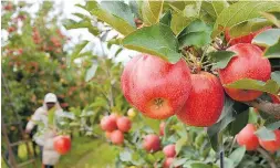  ?? ABPM ?? Colheita de maçã. País produziu 1,25 milhão de toneladas em 20/21