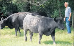  ??  ?? Drazer stands near some of his cattle.