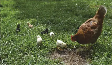  ??  ?? a mother hen will naturally teach her clutch of chicks how to eat, drink and forage for food.