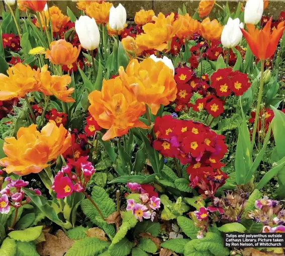  ??  ?? Tulips and polyanthus outside Cathays Library. Picture taken by Ron Nelson, of Whitchurch