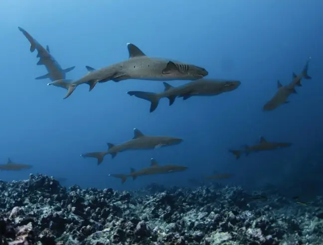  ??  ?? Tintoreras habitan el fondo marino. / White tipped reef sharks thrive at the ocean floor.