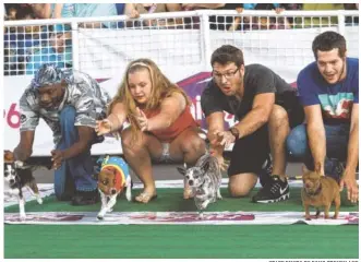  ?? STAFF PHOTO BY DOUG STRICKLAND ?? Owners release their dogs to begin a heat during the 2016 Running of the Chihuahuas at First Tennessee Pavilion.