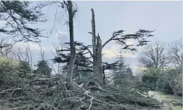  ?? ?? Damage caused by Storm Eunice at Bignor Park – a 200 year old cedar tree. Picture by Bignor Park