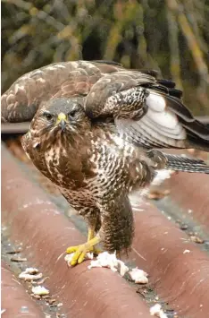  ?? Foto: Klaus Falkner ?? Dieser Bussard ließ sich am Freitag in einem Lauinger Garten nieder. Kein Wunder, dort findet er feine Zutaten.