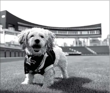  ??  ?? Milwaukee Brewers mascot, Hank, is shown at the team’s spring training baseball practice Saturday in Phoenix. The team has unofficial­ly adopted the dog and assigned the name “Hank” after baseball great Hank Aaron.