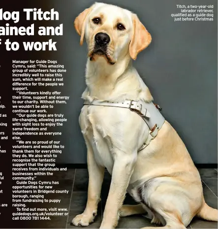  ?? ?? Titch, a two-year-old labrador retriever, qualified as a guide dog just before Christmas