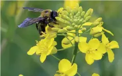  ?? FW ARCHIVE ?? A new study has found that in areas with high-intensity agricultur­e and substantia­l warming of the climate, insect numbers have plunged by 49% and the number of different species by 27%.