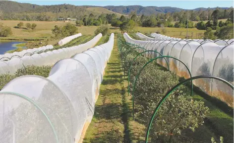  ??  ?? Prime eating fruit is netted to prevent fruit flies from spoiling the crop. “It’s hard work keeping the fruit flies out, but the benefits outweigh the negatives,” said Peter Heineger.