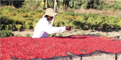  ??  ?? HOT
INCOME . . . Gokwe chilli farmer Mr Nicholas Serimwe sun dries his harvest recently