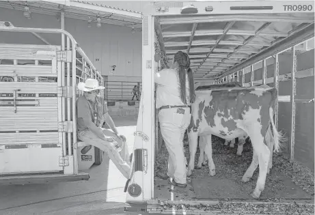  ?? Yi-Chin Lee photo / Houston Chronicle ?? Elizabeth Hill of Seagoville loads her Holstein cow, Pippi, into the trailer to head home Sunday after the Houston Livestock Show and Rodeo.