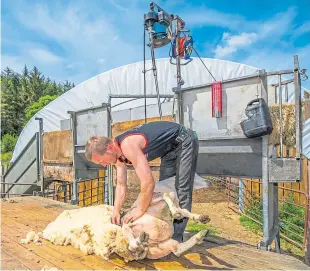  ?? Picture: Steve MacDougall. ?? Stewart Kennedy shears sheep on Borlick Farm.