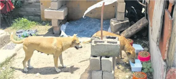  ?? ?? Dogs with their food, water and shelter.