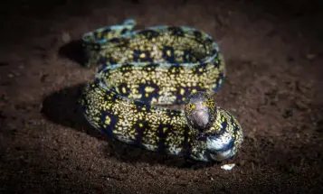  ??  ?? TOP: A pair of Hypselodor­is tryoni nudibranch­s host a pair of emperor shrimp ABOVE: A snowflake moray eel hunts for prey in the sandIMAGES: Brook Peterson