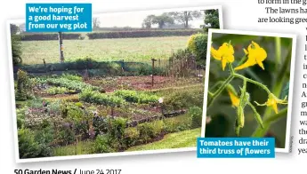  ??  ?? We’re hoping for a good harvest from our veg plot Tomatoes have their third truss of flowers