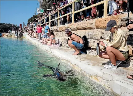  ?? PHOTO: FAIRFAX ?? A crowd watches the baby great white shark rescued from a beach and taken to Sydney’s Fairy Bower ocean pool. The shark was transfered to the Manly Sea Life Sanctuary and will be released soon.