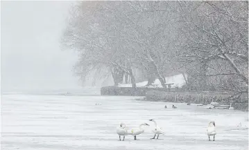  ?? CATHIE COWARD THE HAMILTON SPECTATOR ?? Trumpeter swans socialize on the ice near the boat ramp at Pier 4 Wednesday afternoon as snow moves into the area. Up to 15 cm of snow was forecast for overnight Wednesday.