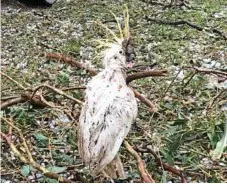  ?? Photo: Damien Tessman ?? THOUGHT YOU WERE DEAD: Lazarus the white cockatoo was stunned when a hailstorm hit Kingaroy last month.