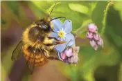  ?? ?? Osmia bicornis (red mason bee) on forget-me-not.