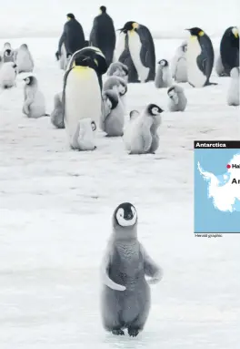  ?? Photo / AP ?? Antarctica’s Halley Bay usually attracts
14,000 to
25,000 breeding pairs, or up to 9 per cent of the world’s entire population of emperor penguins, each year.