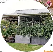  ??  ?? Large planters with bog sage and poppies.