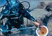  ?? EMILY IRVING-SWIFT / AGENCE FRANCE-PRESSE ?? Louis Hadjioanno­u, a marine biologist, spearing a lionfish as he collects them for analysis in Cyprus in January.