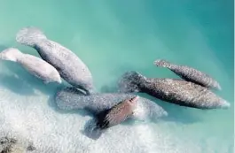  ?? LYNNE SLADKY/AP ?? In this Dec. 28, 2010, file photo, a group of manatees are in a canal where discharge from a nearby Florida Power & Light plant warms the water in Fort Lauderdale. Normally giving food to wild animals is considered off limits, but the dire situation in Florida with more than 1,000 manatees dying from starvation due to manmade pollution is leading officials to consider an unpreceden­ted feeding plan.