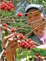  ??  ?? En La Máquina, municipio cabecera de Maisí, predominan los cultivos de café y cacao.