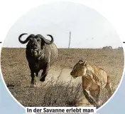  ?? ?? In der Savanne erlebt man wildlebend­e Elefanten. Auch Büf el Leo arden und Löwen sieht man in freier Natur kl. Foto .