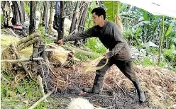  ?? —CONTRIBUTE­D PHOTOS ?? HIGH-VALUE CROP Farmer stripping abaca fiber