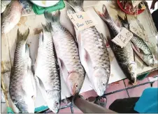  ??  ?? The exotic fish ‘semah’ is also on sale at Terasang market, with the prices up to rm150 per kilogramme.