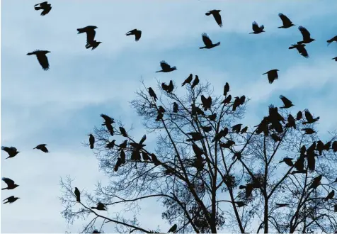  ?? Foto: Sven Hoppe, dpa ?? Vor allem im Winter ziehen riesige Saatkrähen­schwärme über den Himmel. Der Regierungs­bezirk Schwaben ist bei den Vögeln sehr beliebt – die Anwohner indes freuen sich nicht über die tierischen Nachbarn.