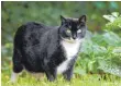  ?? FOTO: DPA ?? Katzen gehen gerne auf Streifzug in den Garten.