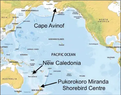  ?? ?? MAP—A map showing Cape Avinof in Alaska, where a male bar-tailed godwit returned to feed after failing to reach New Zealand on its first attempt; New Caledonia, where the bird flew on its second attempt; and New Zealand, where the bird finally reached its wintering grounds on Nov. 9, 2021.