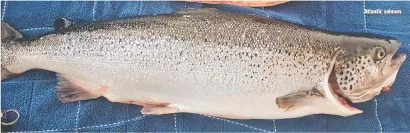  ?? ?? Atlantic salmon.