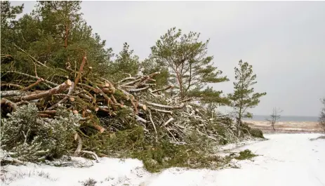  ?? Bild: CARINA NILSSON/ARKIV ?? MILJÖBROTT? Polisen får utreda om Länsstyrel­sen gör fel som följer sin skötselpla­n för naturreser­vatet i Skummeslöv­sstrand.