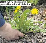  ??  ?? WEED Get rid of unwanted guests that will suck plots dry