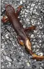  ??  ?? A dead newt lies along Alma Bridge Road at the Lexington Reservoir.