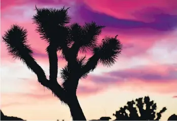  ?? ROBYN BECK ?? Joshua Tree National Park in the Mojave Desert of California is one of Jackson’s favourite escapes.