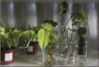  ?? (TNS/Chicago Tribune/Abel Uribe) ?? Some houseplant­s start easily from cuttings placed in water.