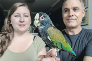  ?? DAVE SIDAWAY ?? When a parrot landed on Tania McIntosh’s terrace in N.D.G., she posted a photo of him on Facebook, asking for help finding the owner, Claude Cadieux, right, who was reunited with Piou-Piou days later.